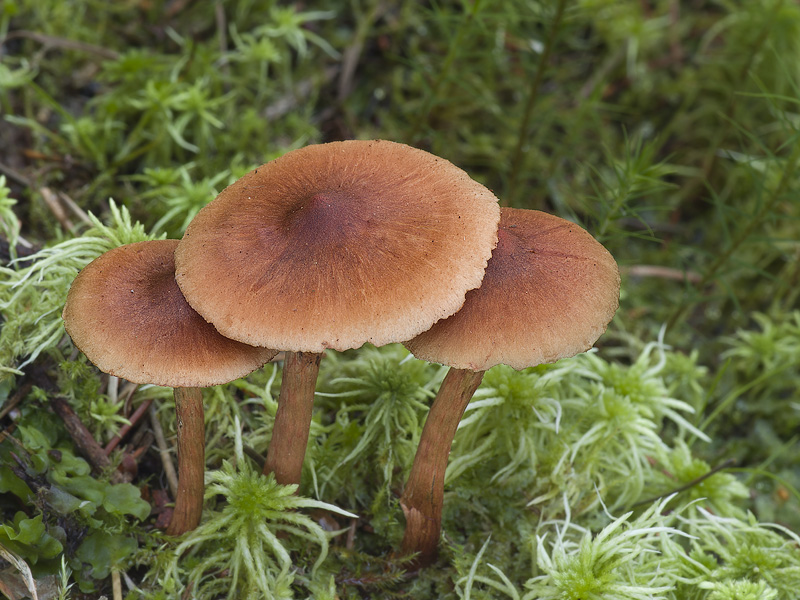 Cortinarius croceoconus